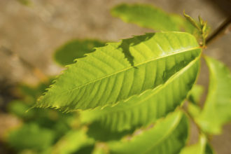Hybrid American chestnut tree leaves
