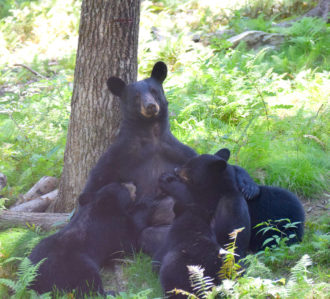 Bears in Sapphire, N.C.
