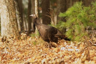 Wild turkey in the leaves