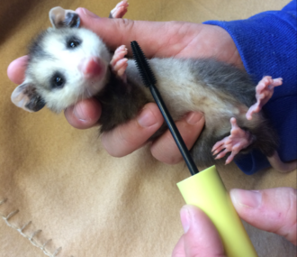 Possum with mascara wand