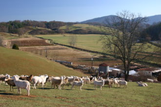 Buncombe County sheep herd