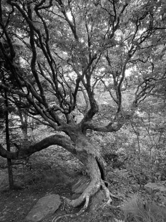 Jennifer Powell tree photo