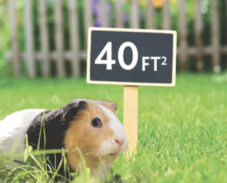 Guinea pig with 40 square feet sign