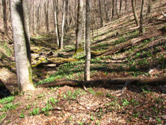 Ramps on a slope in the Pisgah National Forest
