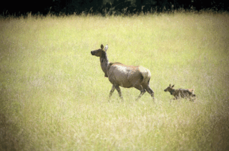 Elk pair at Cataloochee Valley