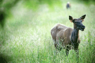 Elk calf in the Cataloochee Valley