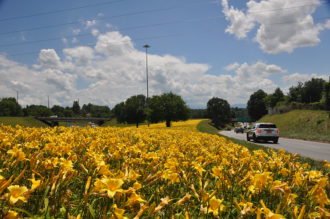 Daylilies along Interstate 240