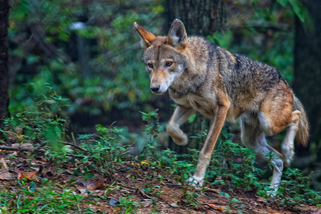 Conservation groups are condemning the killing of a critically endangered female red wolf in the Red Wolf Recovery Area of eastern North Carolina. Photo by Jim Liestman
