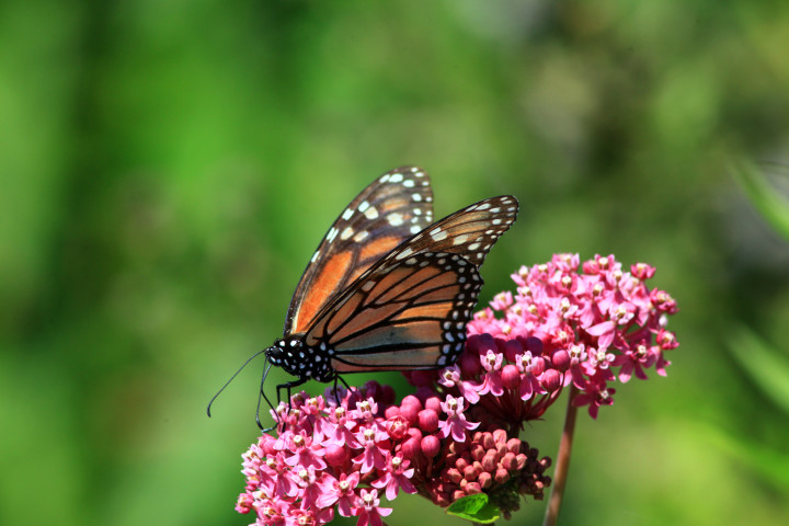 First annual Monarch Butterfly Day offers help to a declining butterfly ...
