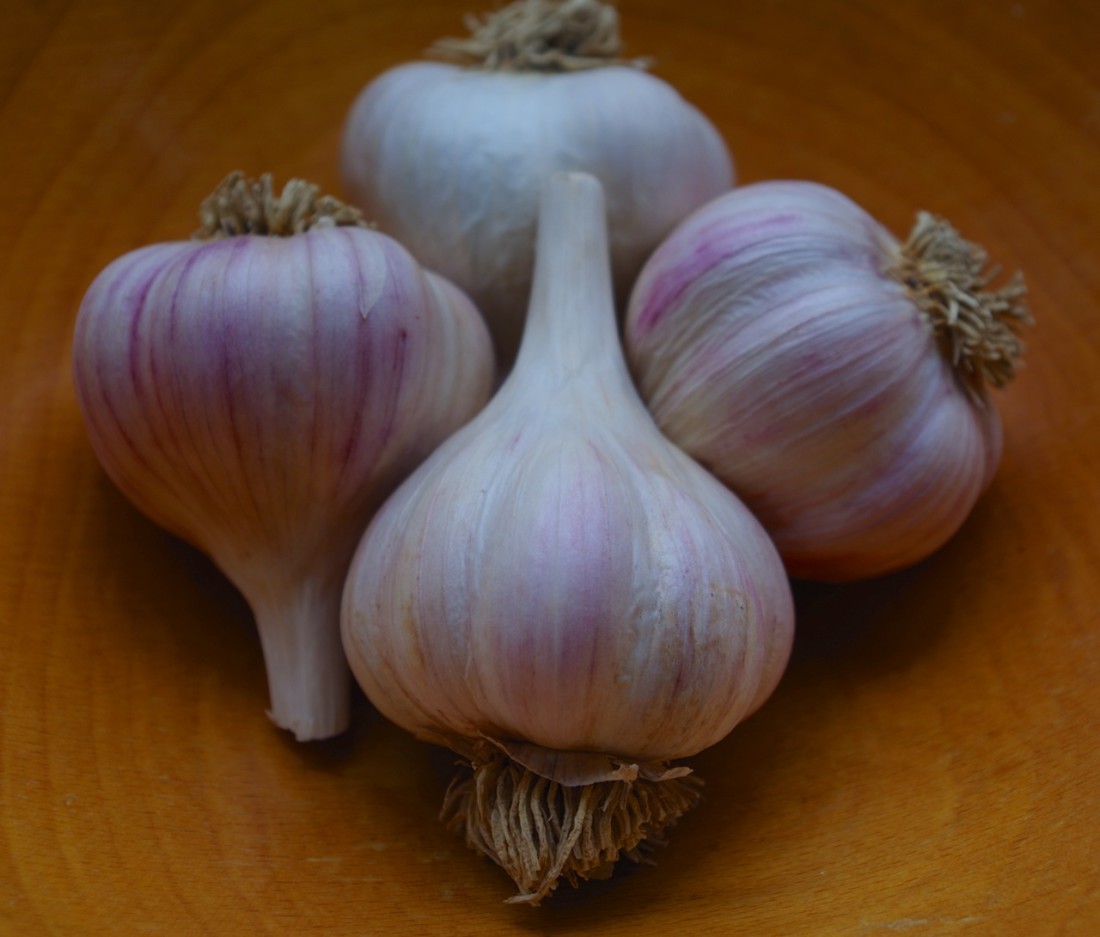 THE SPICE OF LIFE: The two basic categories of garlic are hardneck and softneck, and there are numerous varieties running the flavor gamut from mild to spicy-hot.