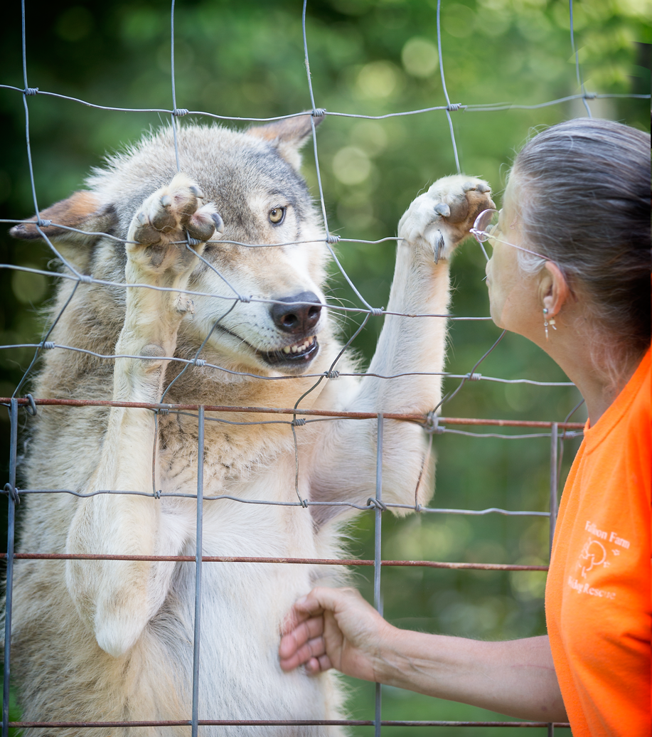 Full Moon Farm rescues wolfdogs and educates the public | Mountain Xpress