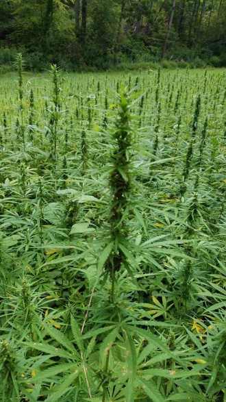 CANNABINOID CROP: At Franny's Farm in Leicester, industrial hemp made a good first showing in the field, despite getting a late start on the growing season. Photo courtesy of Frances Tacy