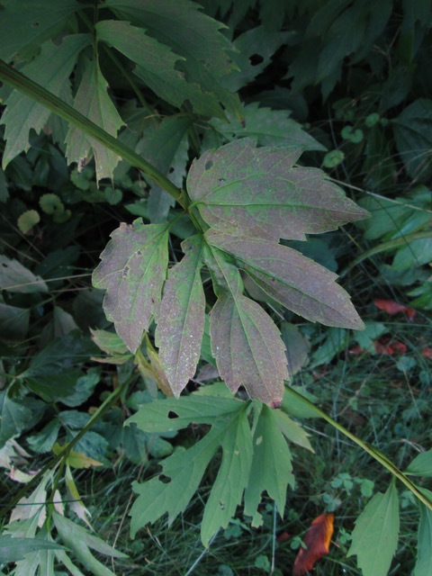 TELLTALE SIGNS: The discoloration on this cutleaf coneflower leaf indicates high levels of ozone. Many area schools now maintain ozone gardens to allow students to track air pollution levels. Photo courtesy of Susan Sachs