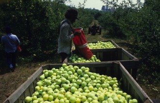 Western North Carolina apple harvest