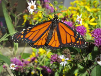 Male monarch butterfly