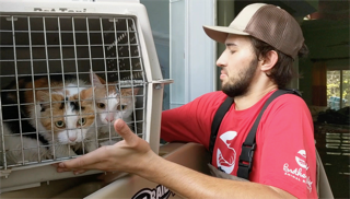 Brother Wolf volunteer with cats