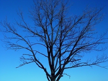 Hendersonville tree