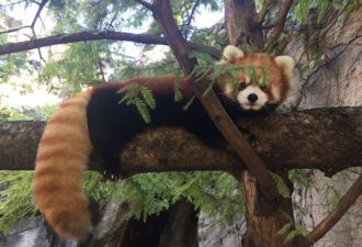 Red panda at WNC Nature Center