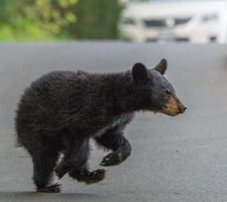 Bear crossing road