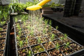 Watering red spruce seedlings at the Southern Highlands Reserve
