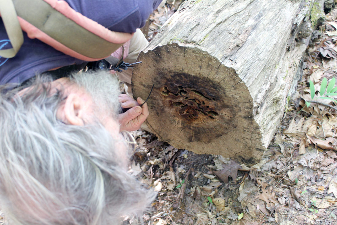 Buzz Williams inspects tree rings