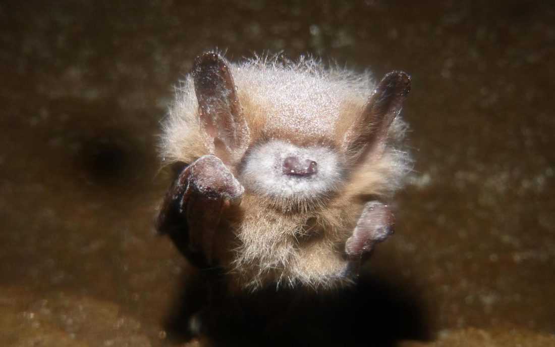 Bat with white-nose syndrome