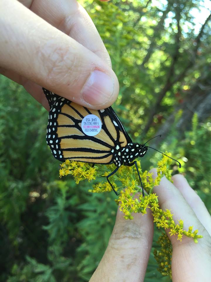 Monarch Butterfly Day at The N.C. Arboretum | Mountain Xpress