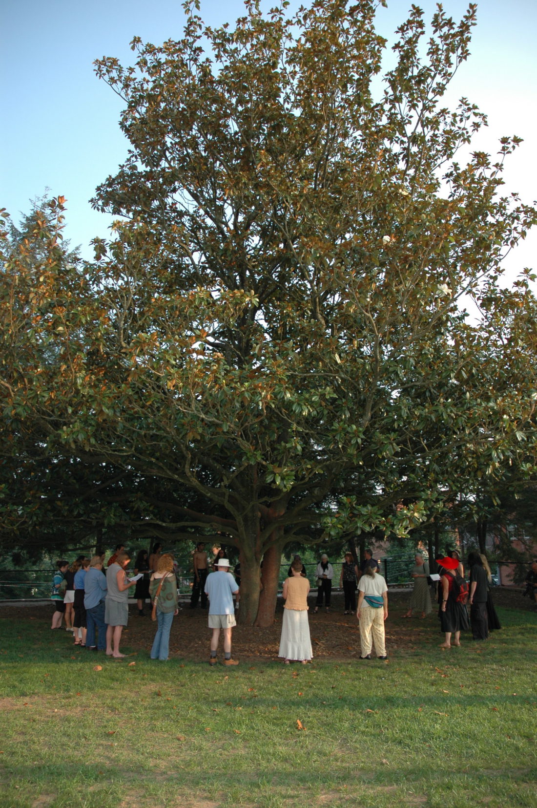 2007 Asheville magnolia protest