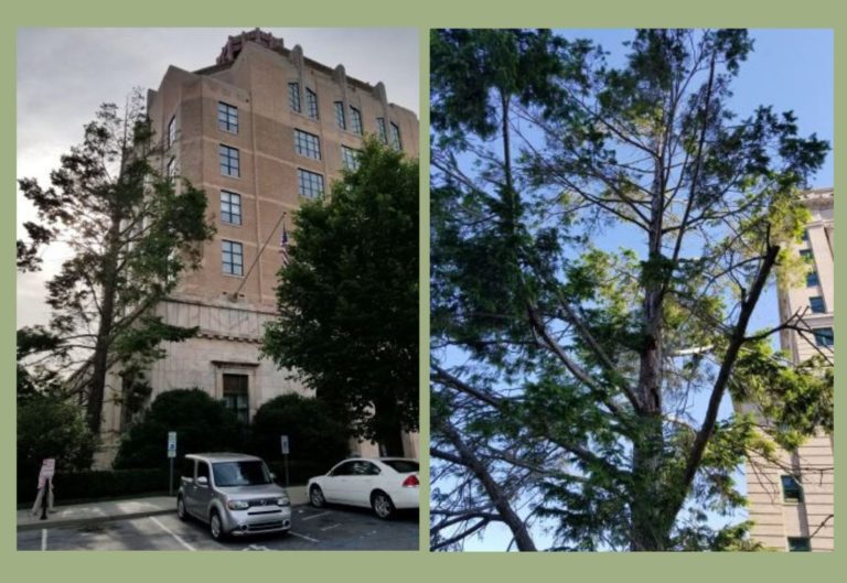 Asheville City Hall hemlock tree