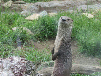 Luna the river otter