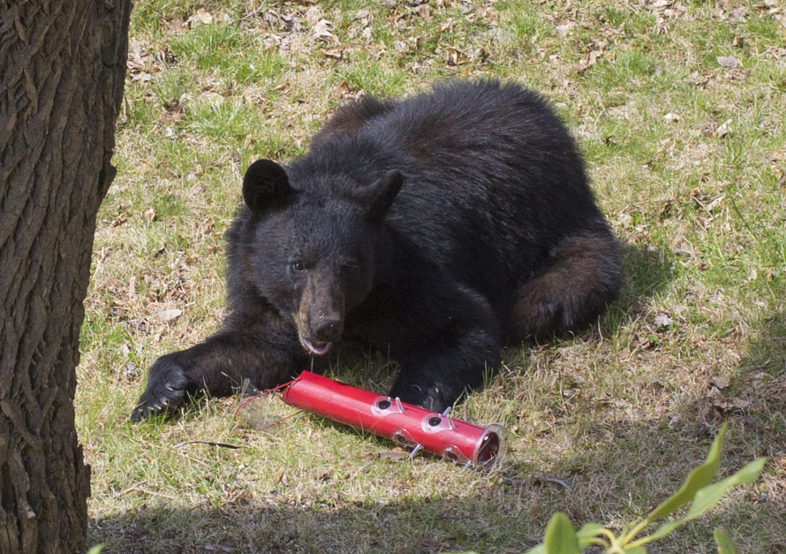 Black bear with bird feeder