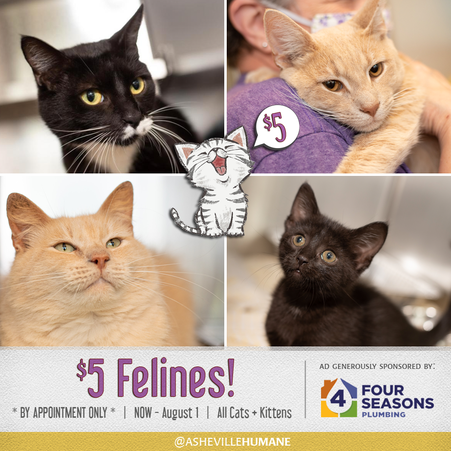 Five dollar felines through Asheville Humane Society