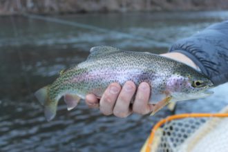 Rainbow trout at Setzer Hatchery
