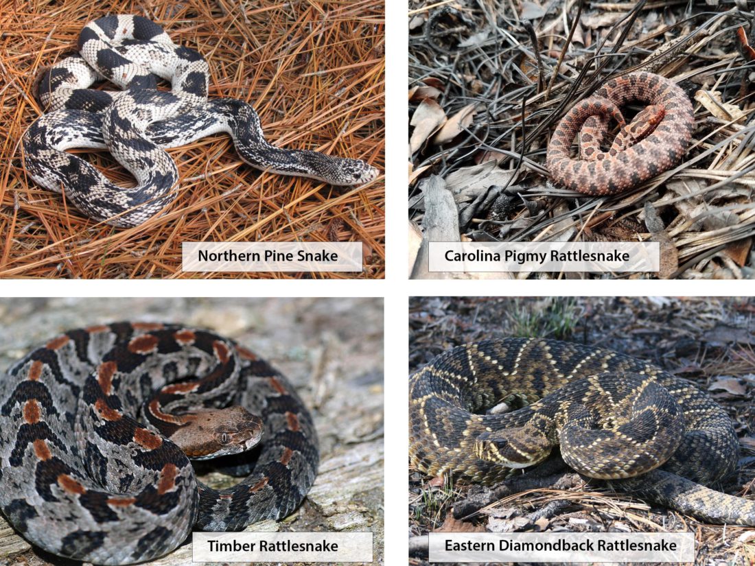 North Carolina snakes