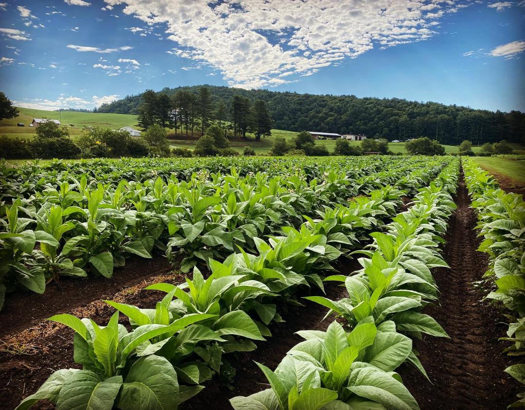 Cigar wrapper tobacco field
