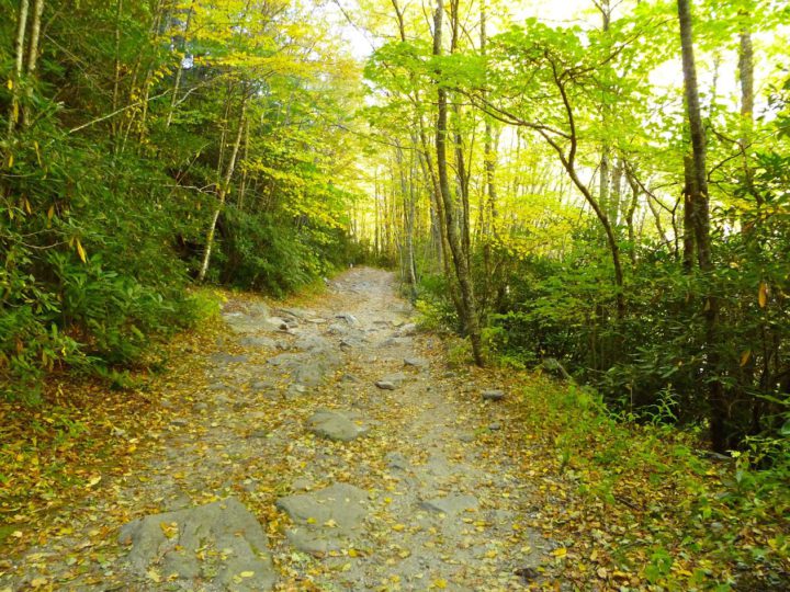 Pisgah National Forest