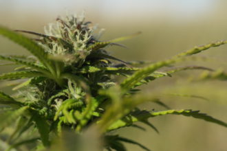 Cannabis close-up