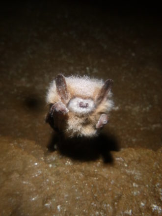 Tricolored bat with white nose syndrome
