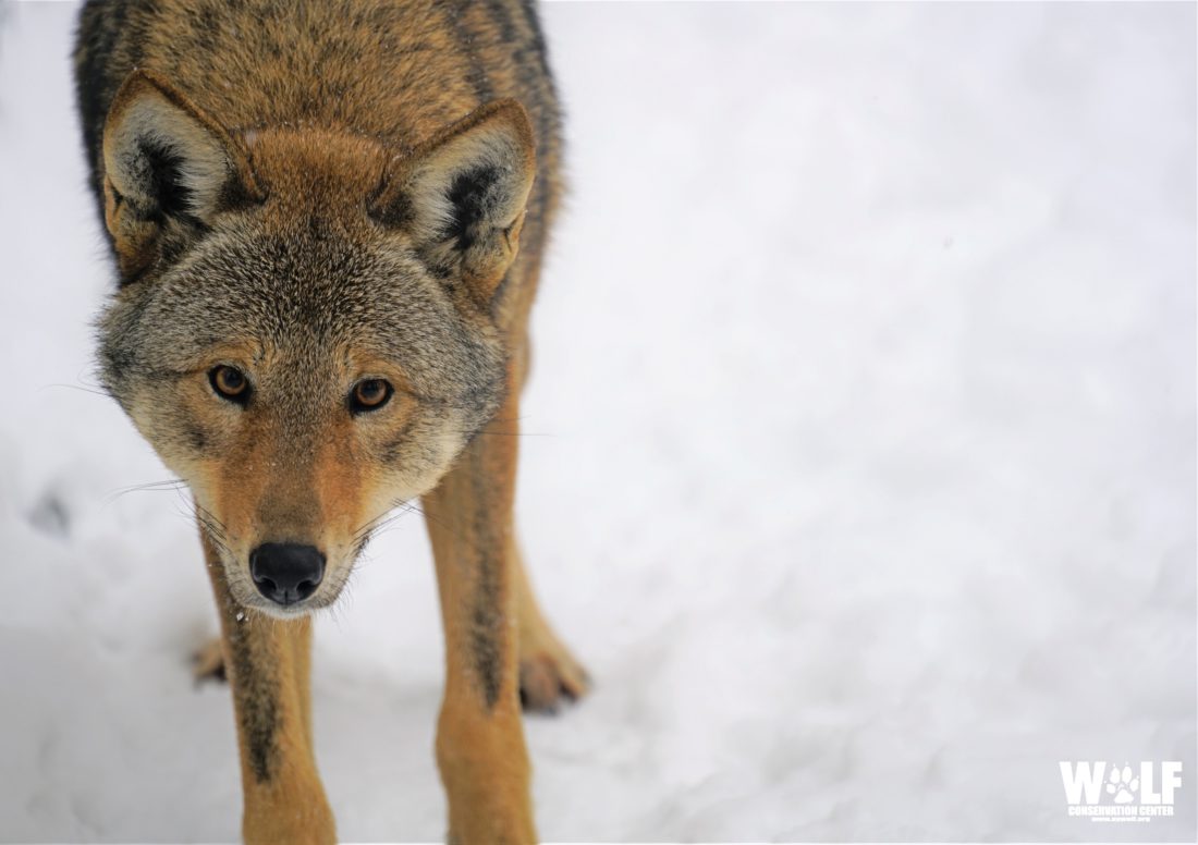 Critically Endangered Red Wolf Flown To WNC Nature Center | Mountain Xpress