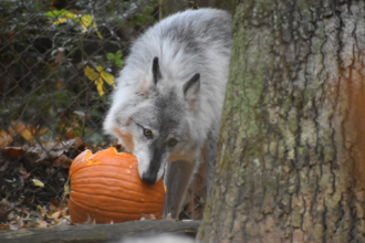 Wolf gnawing on a pumpkin