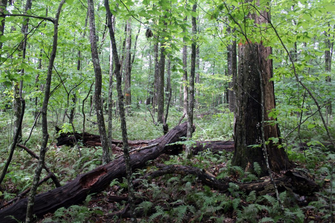 Old growth forest on Brushy Mountain